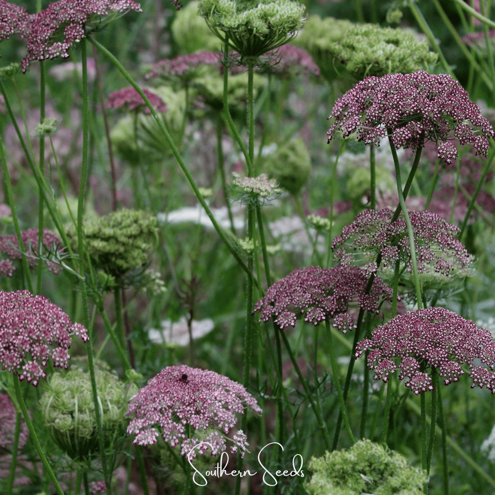 Queen Anne's Lace, Chocolate Lace (Daucus carota) - 100 Seeds seed packet from Seed Therapy – American - grown, heirloom seeds