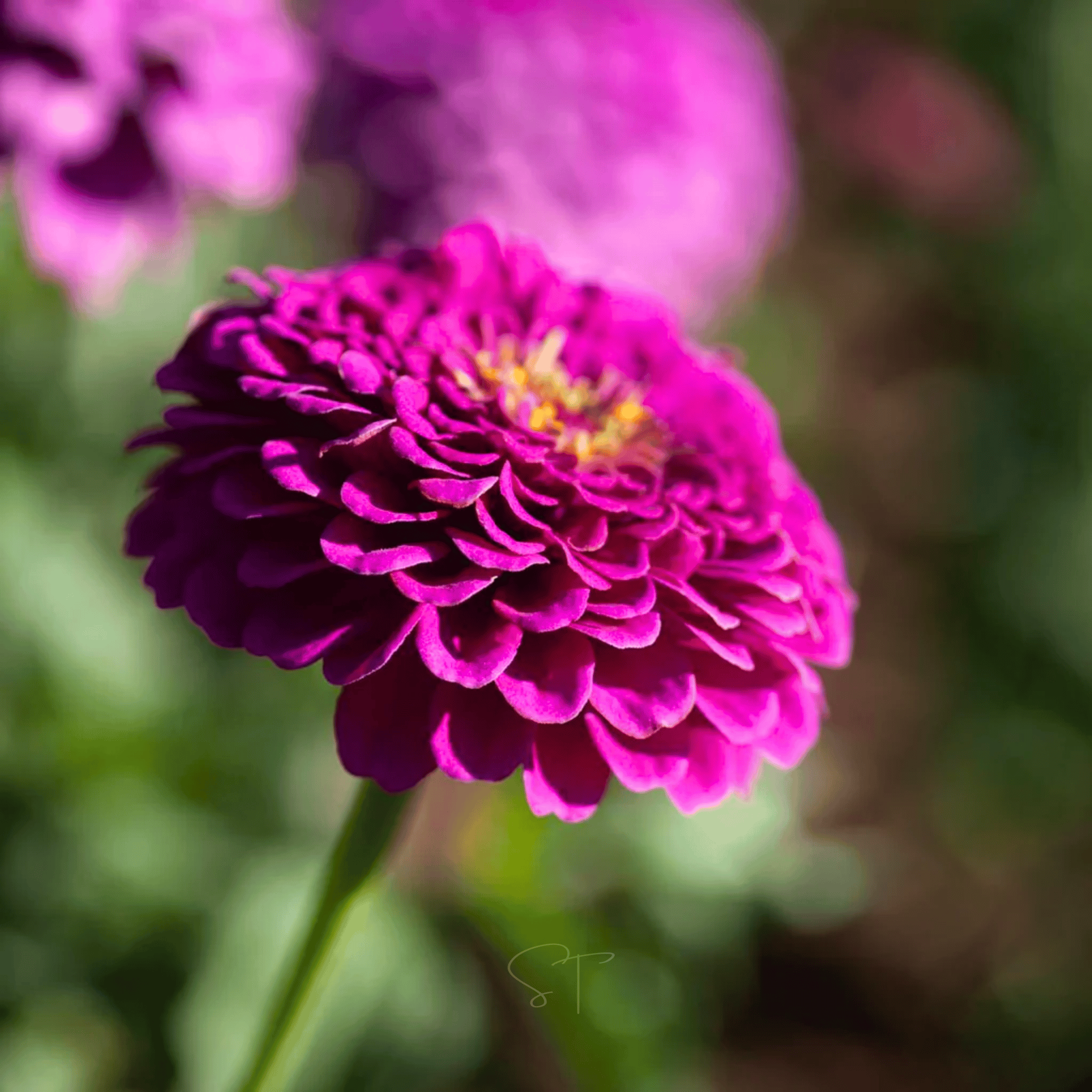 Raspberry Sorbet Zinnia - 100 Seeds seed packet from Seed Therapy – American - grown, heirloom seeds