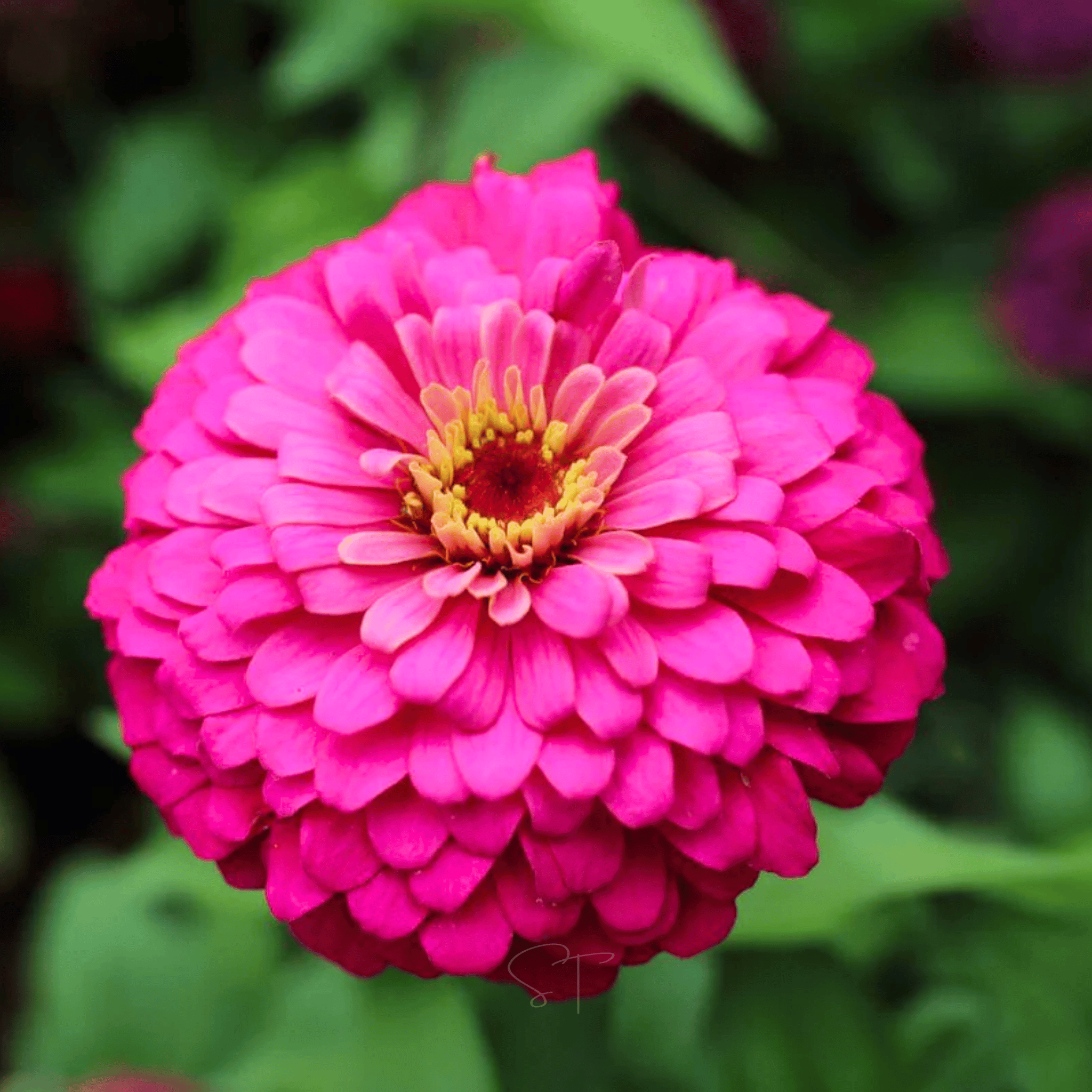 Raspberry Sorbet Zinnia - 100 Seeds seed packet from Seed Therapy – American - grown, heirloom seeds