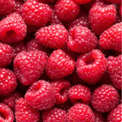Red European Raspberry – 30 Seeds seed packet from Seed Therapy – American - grown, heirloom seeds