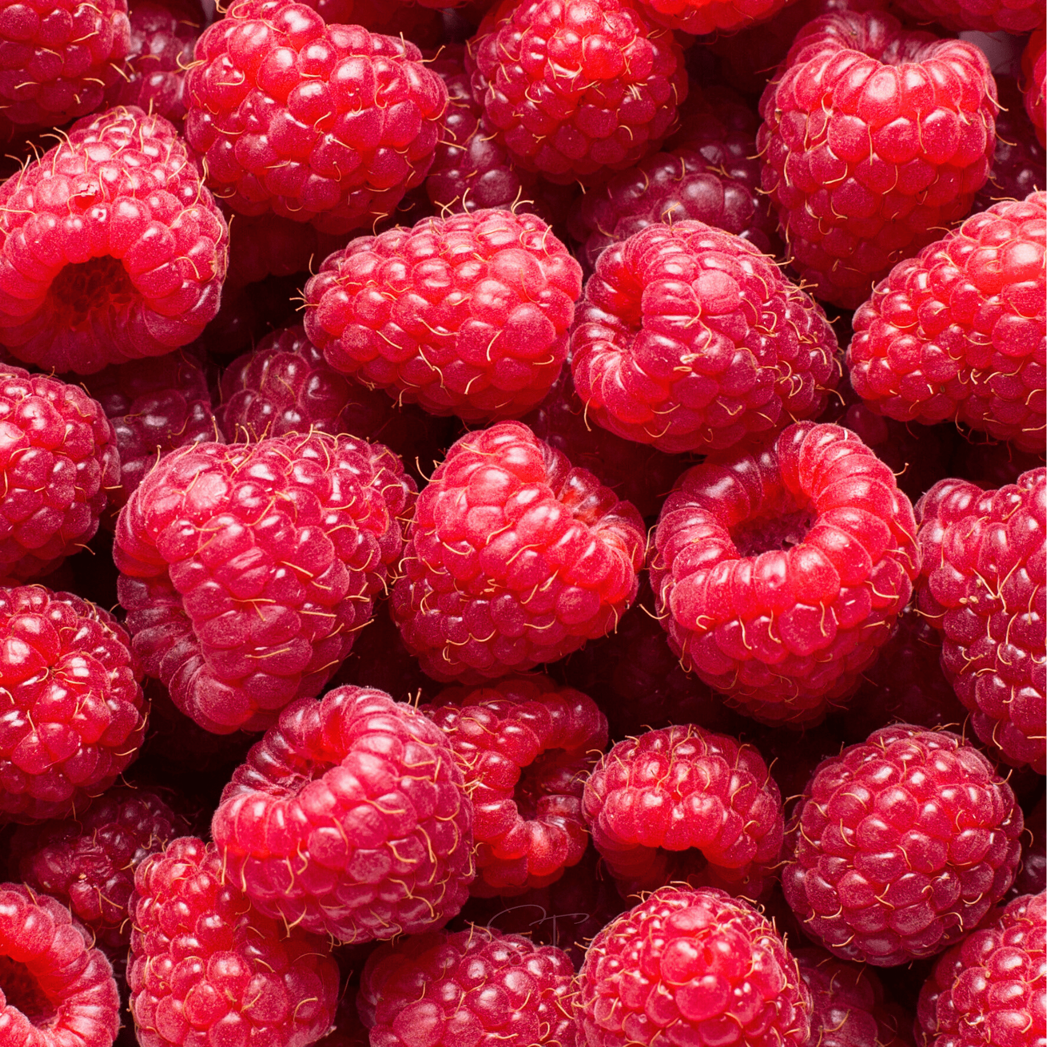 Red European Raspberry – 30 Seeds seed packet from Seed Therapy – American - grown, heirloom seeds