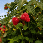 Red European Raspberry – 30 Seeds seed packet from Seed Therapy – American - grown, heirloom seeds