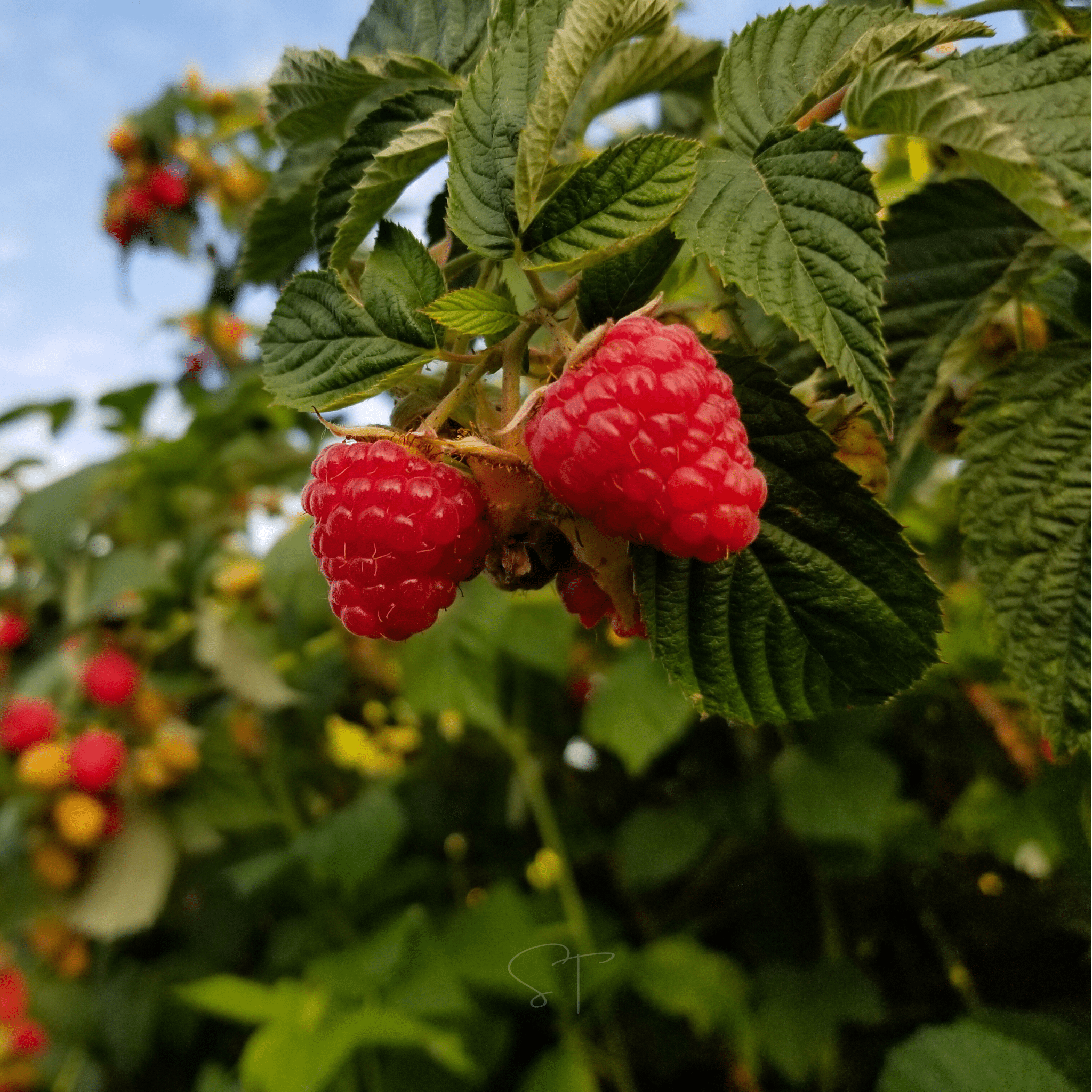 Red European Raspberry – 30 Seeds seed packet from Seed Therapy – American - grown, heirloom seeds