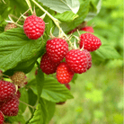 Red European Raspberry – 30 Seeds seed packet from Seed Therapy – American - grown, heirloom seeds