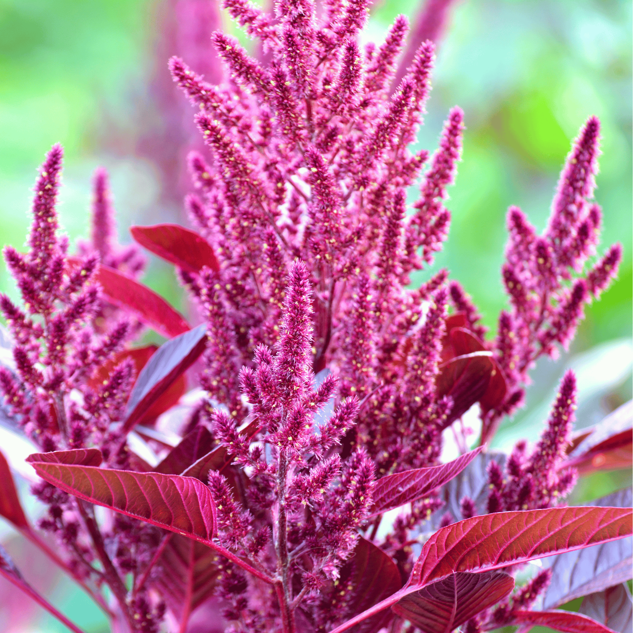 Red Garnet Amaranth – 250 Seeds seed packet from Seed Therapy – American - grown, heirloom seeds