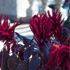 Red Garnet Amaranth – 250 Seeds seed packet from Seed Therapy – American - grown, heirloom seeds