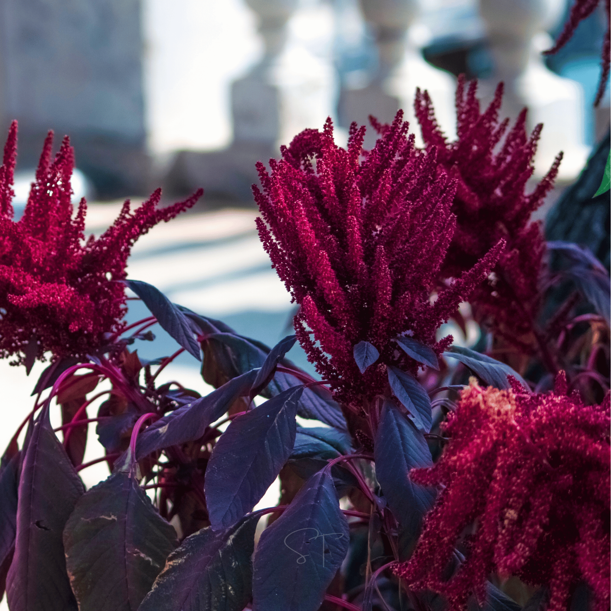 Red Garnet Amaranth – 250 Seeds seed packet from Seed Therapy – American - grown, heirloom seeds