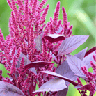 Red Garnet Amaranth – 250 Seeds seed packet from Seed Therapy – American - grown, heirloom seeds