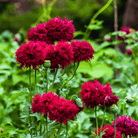 Red Peony Poppy – 100 Seeds seed packet from Seed Therapy – American - grown, heirloom seeds