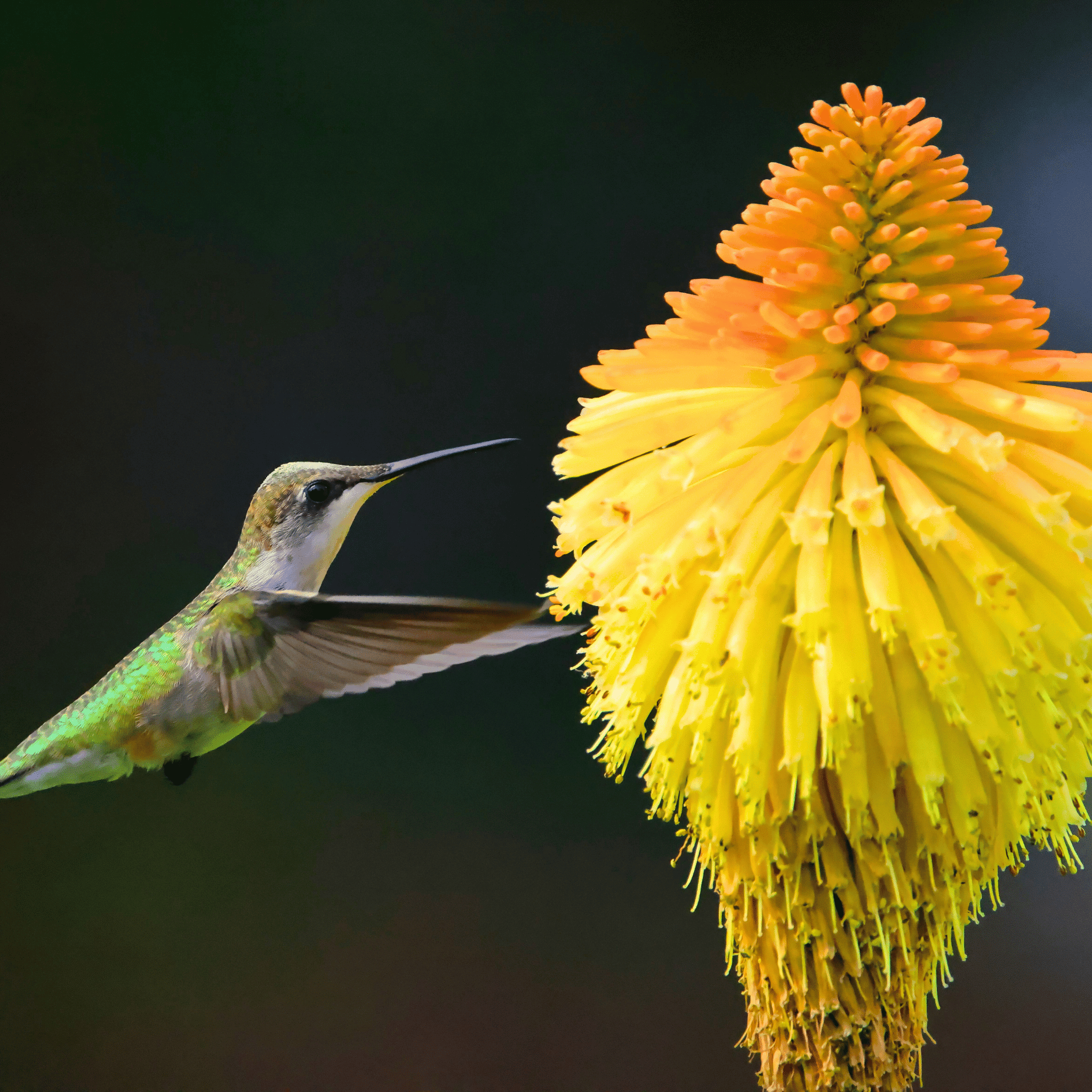 Redhot Poker (Torch Lily) - 40 Seeds seed packet from Seed Therapy – American - grown, heirloom seeds