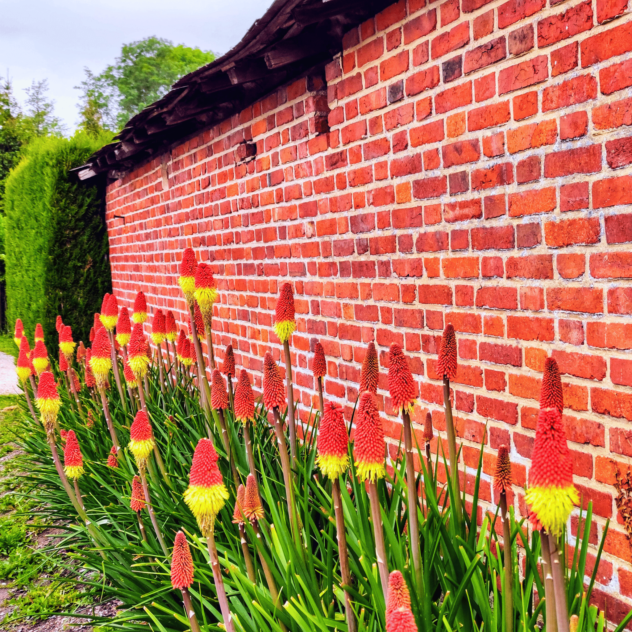 Redhot Poker (Torch Lily) - 40 Seeds seed packet from Seed Therapy – American - grown, heirloom seeds