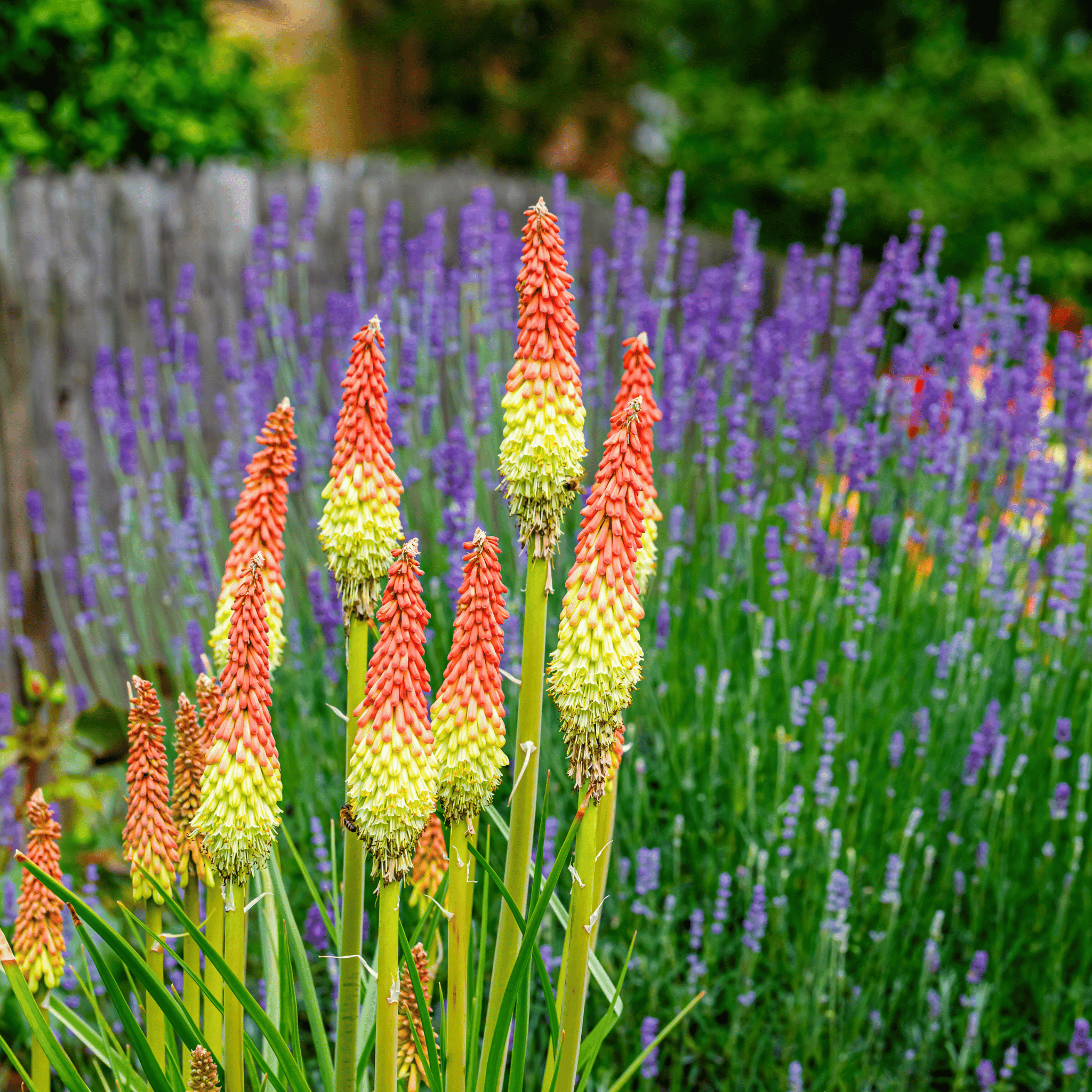Redhot Poker (Torch Lily) - 40 Seeds seed packet from Seed Therapy – American - grown, heirloom seeds