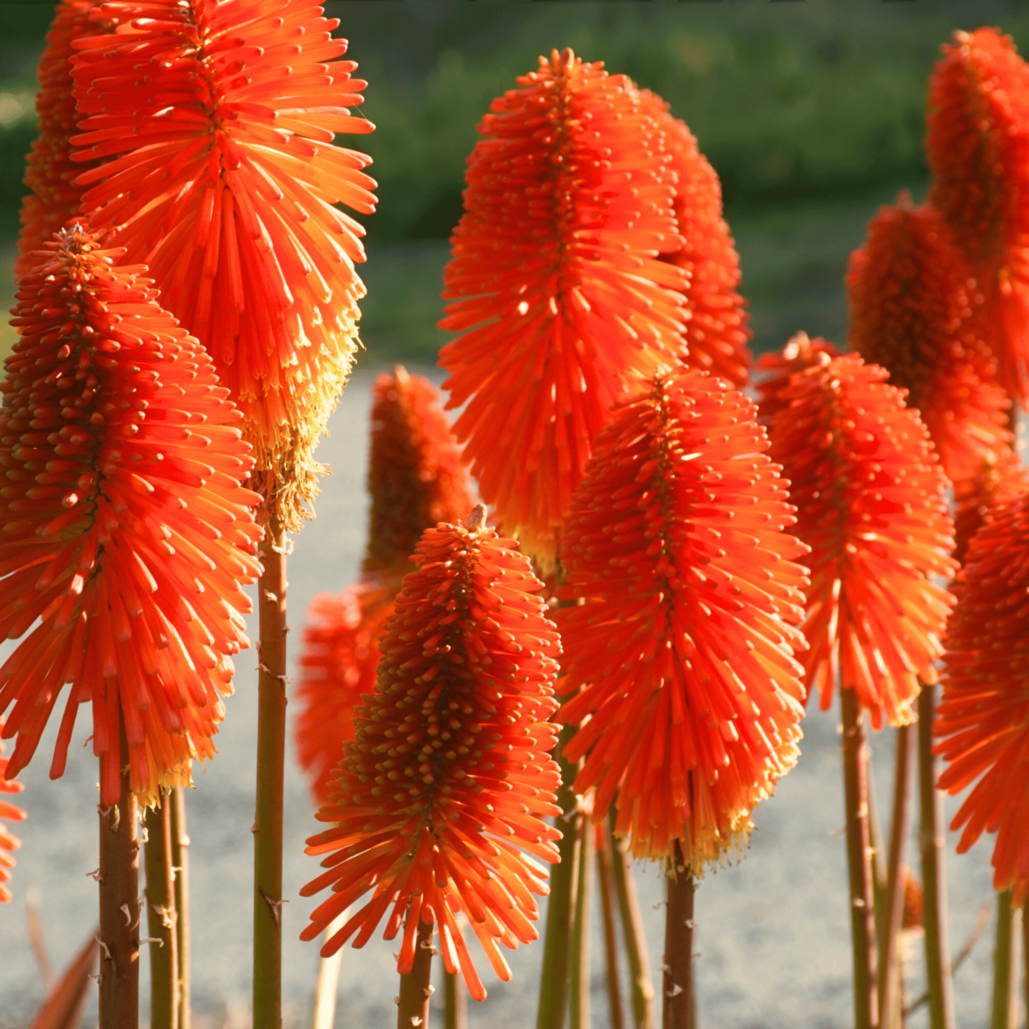 Redhot Poker (Torch Lily) - 40 Seeds seed packet from Seed Therapy – American - grown, heirloom seeds