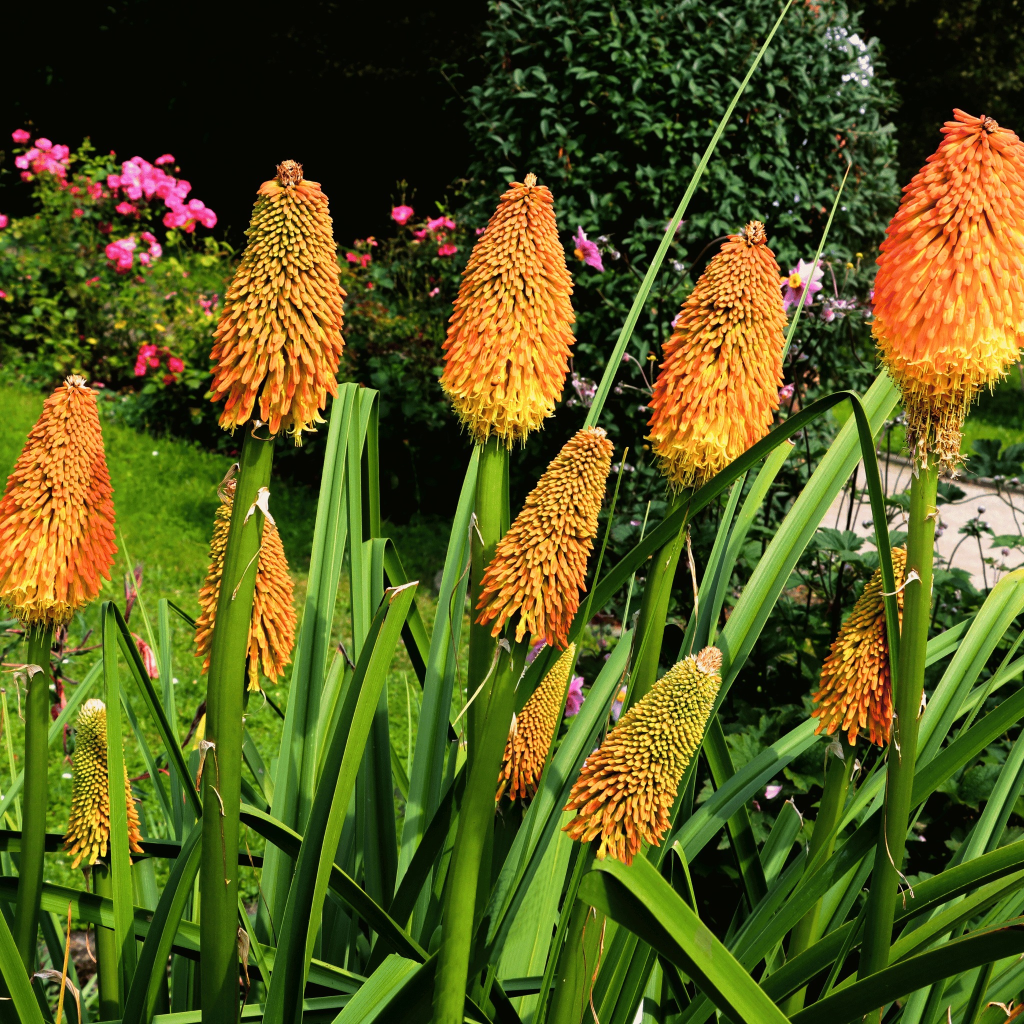Redhot Poker (Torch Lily) - 40 Seeds seed packet from Seed Therapy – American - grown, heirloom seeds