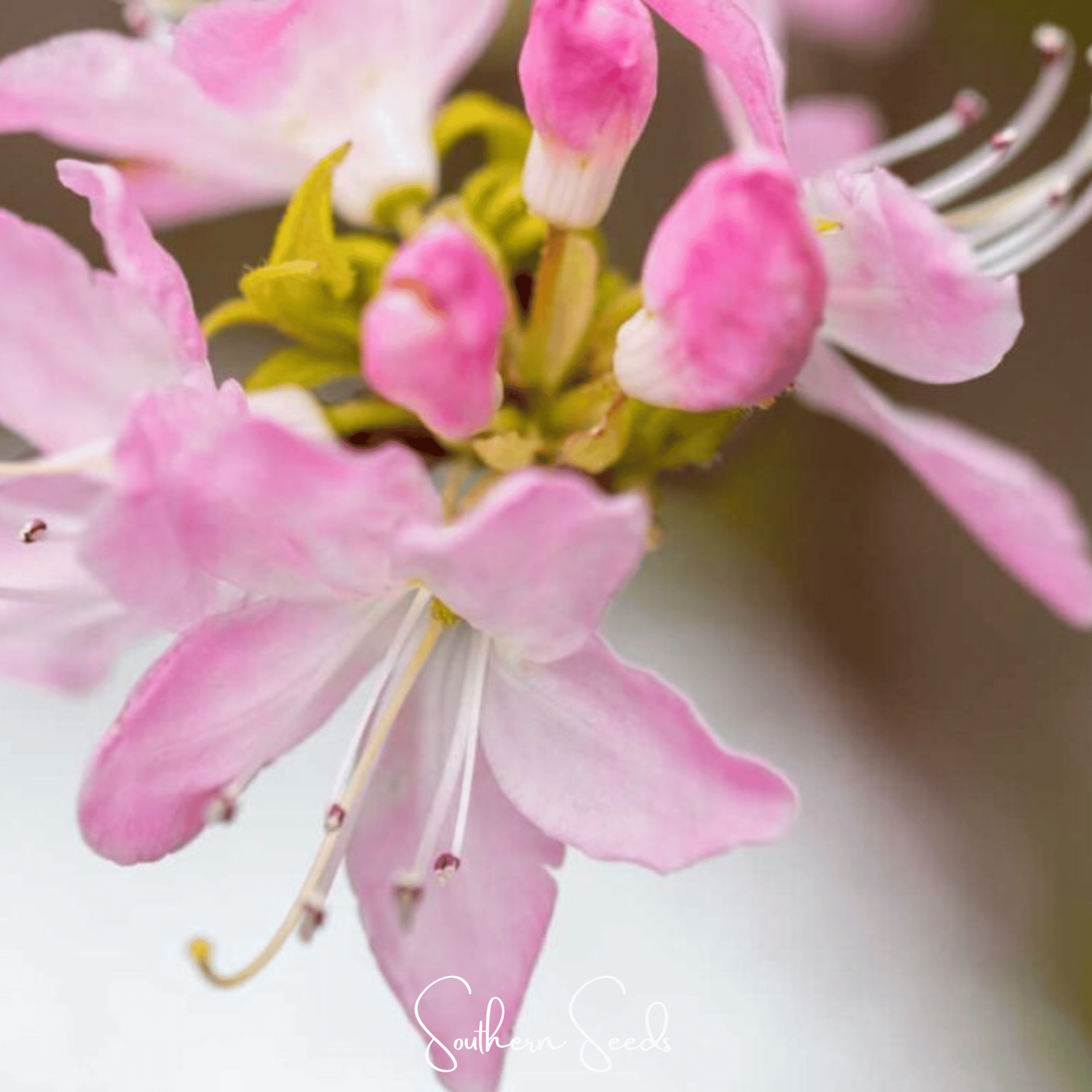 Rhododendron, Carolina Azalea Pink Purple (Rhododendron carolinianum) - 100 seeds seed packet from Seed Therapy – American - grown, heirloom seeds