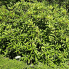 Rhododendron, Carolina Azalea Pink Purple (Rhododendron carolinianum) - 100 seeds seed packet from Seed Therapy – American - grown, heirloom seeds