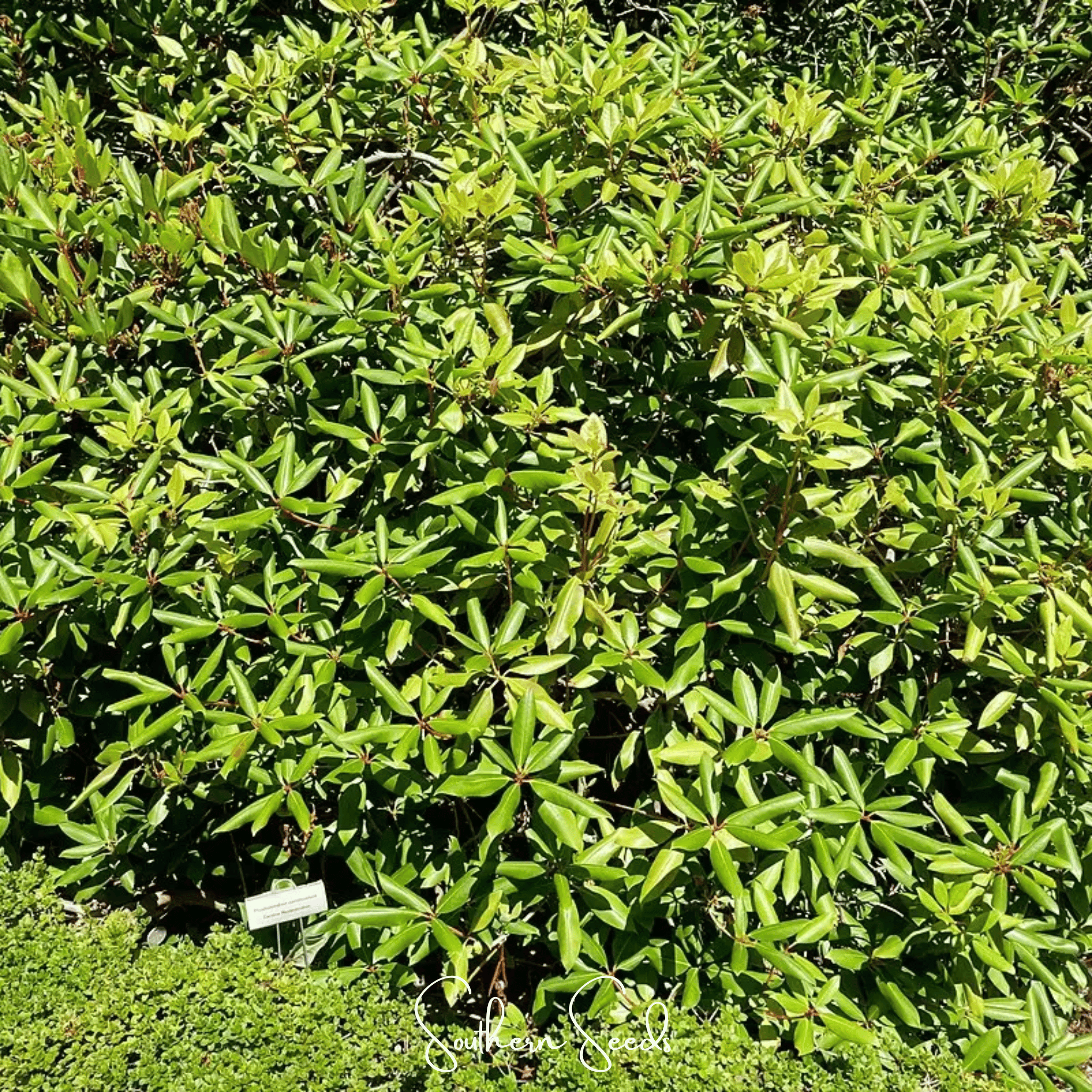 Rhododendron, Carolina Azalea Pink Purple (Rhododendron carolinianum) - 100 seeds seed packet from Seed Therapy – American - grown, heirloom seeds