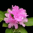 Rhododendron, Carolina Azalea Pink Purple (Rhododendron carolinianum) - 100 seeds seed packet from Seed Therapy – American - grown, heirloom seeds