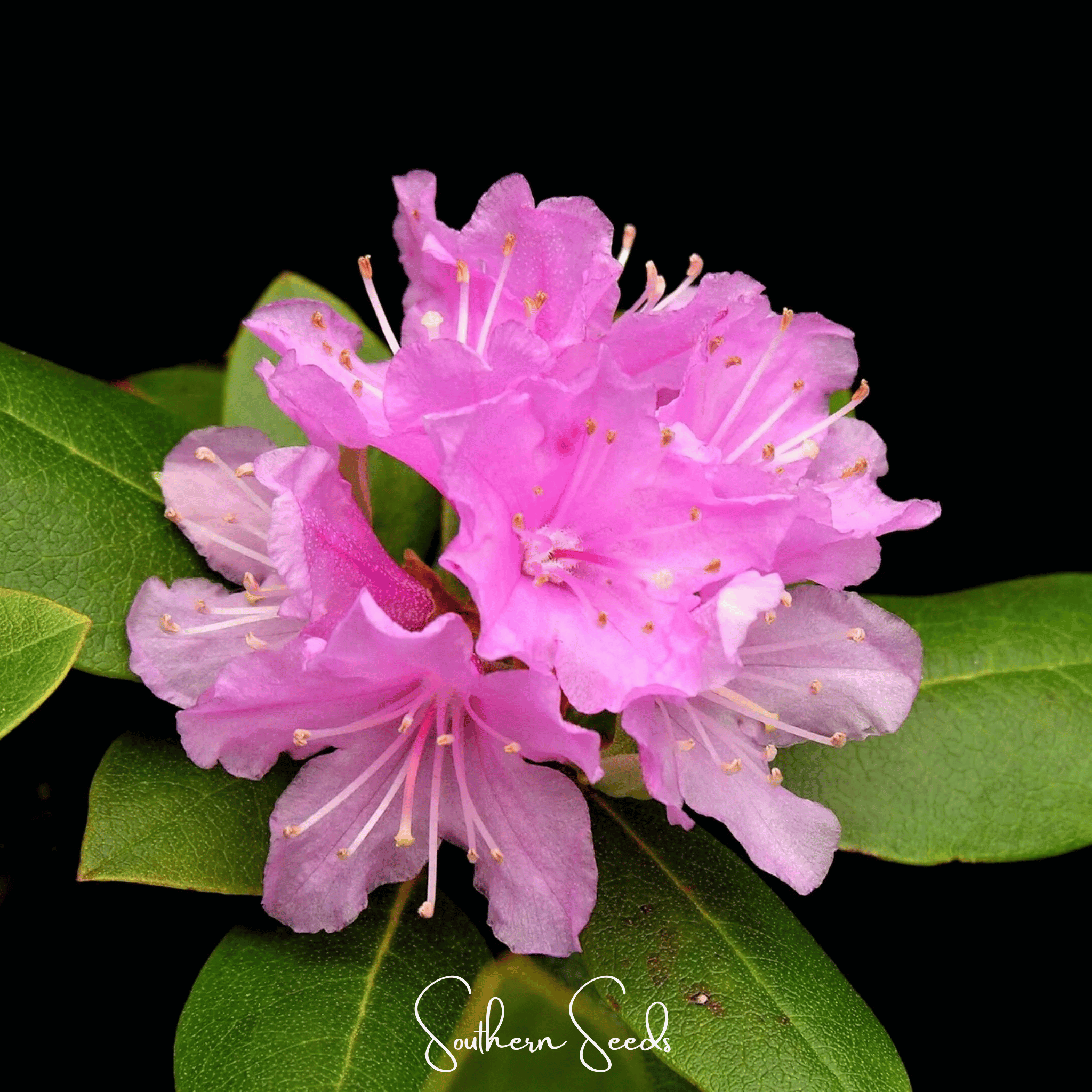 Rhododendron, Carolina Azalea Pink Purple (Rhododendron carolinianum) - 100 seeds seed packet from Seed Therapy – American - grown, heirloom seeds