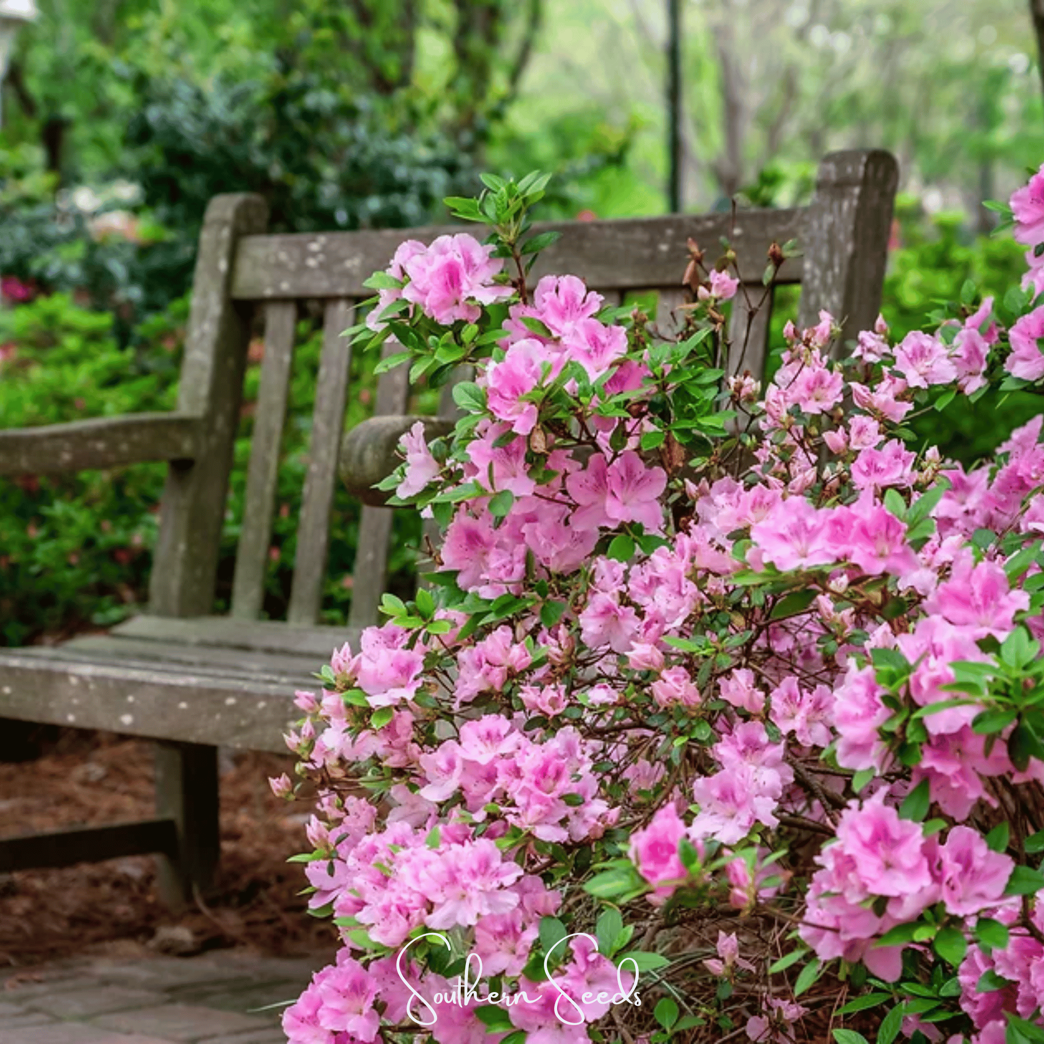 Rhododendron, Carolina Azalea Pink Purple (Rhododendron carolinianum) - 100 seeds seed packet from Seed Therapy – American - grown, heirloom seeds