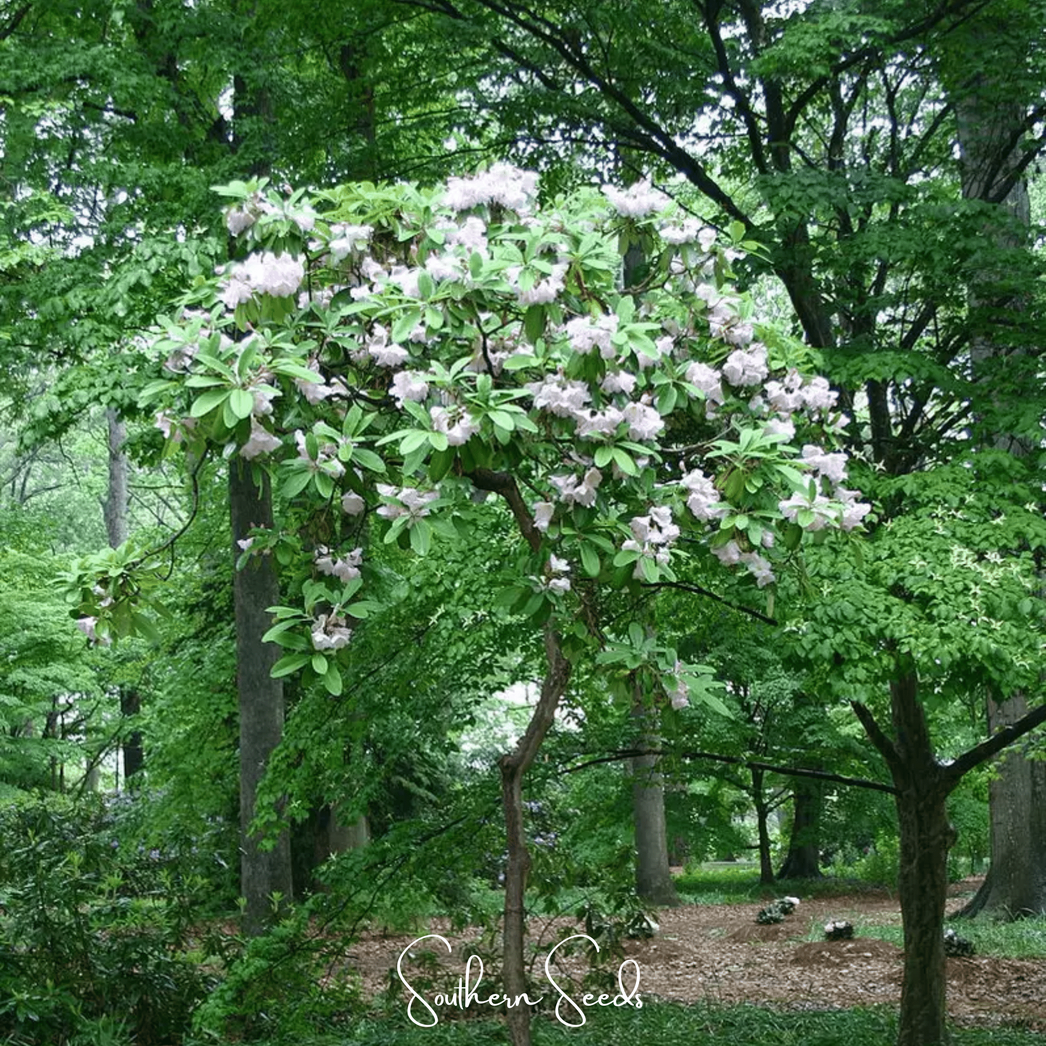 Rhododendron, Fortune (Rhododendron fortunei) - 100 seeds seed packet from Seed Therapy – American - grown, heirloom seeds