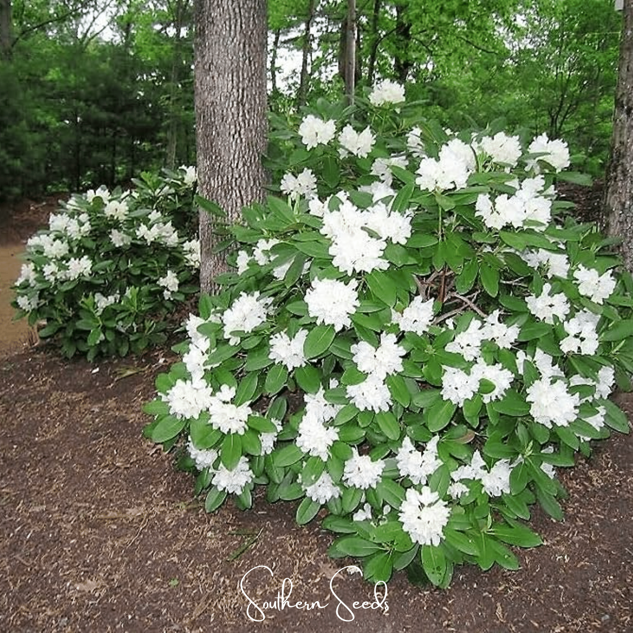 Rhododendron, Fortune (Rhododendron fortunei) - 100 seeds seed packet from Seed Therapy – American - grown, heirloom seeds