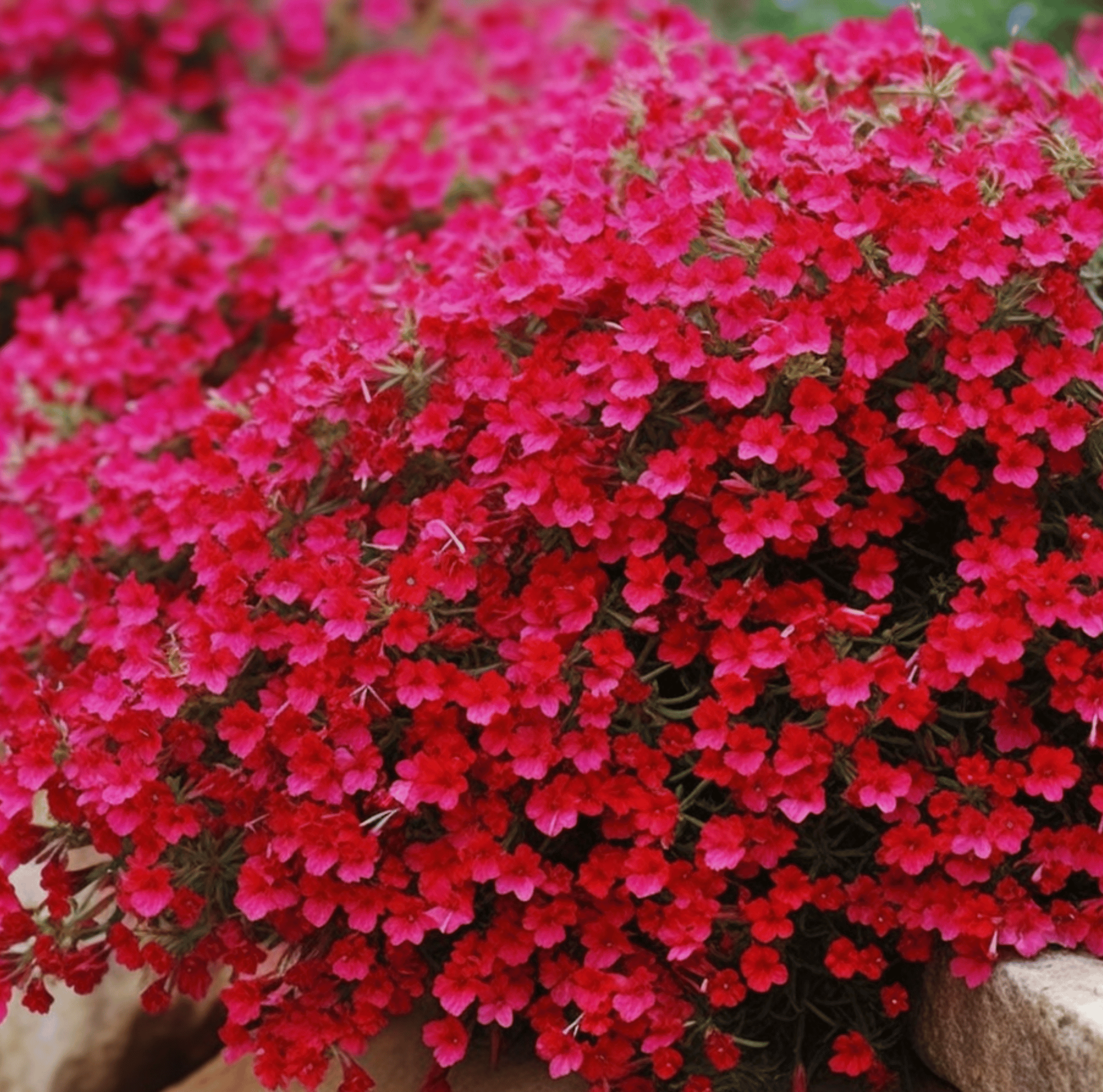 Rockcress, Cascade Red (Aubrieta hybrida) - 50 seeds seed packet from Seed Therapy – American - grown, heirloom seeds