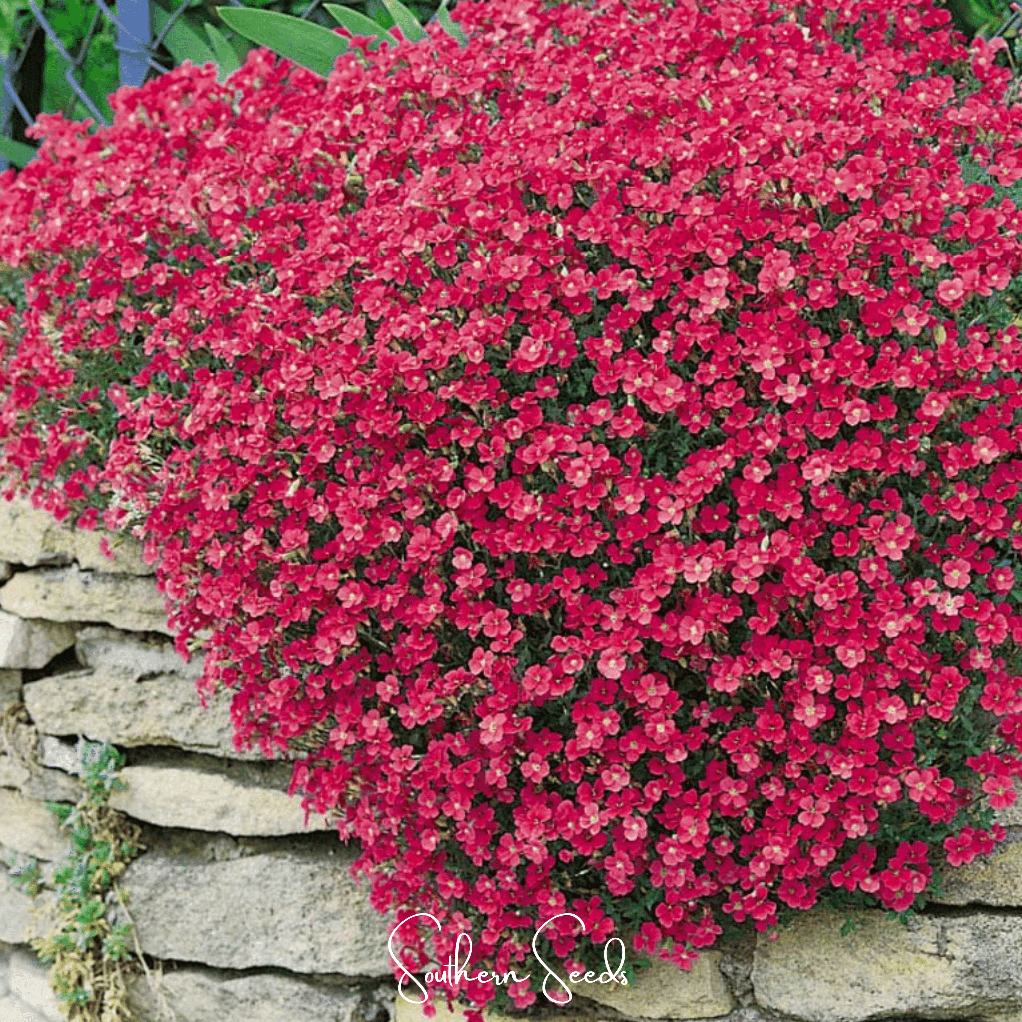 Rockcress, Cascade Red (Aubrieta hybrida) - 50 seeds seed packet from Seed Therapy – American - grown, heirloom seeds