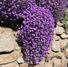 Rockcress, Purple (Aubrieta deltoidea) - 250 Seeds seed packet from Seed Therapy – American - grown, heirloom seeds