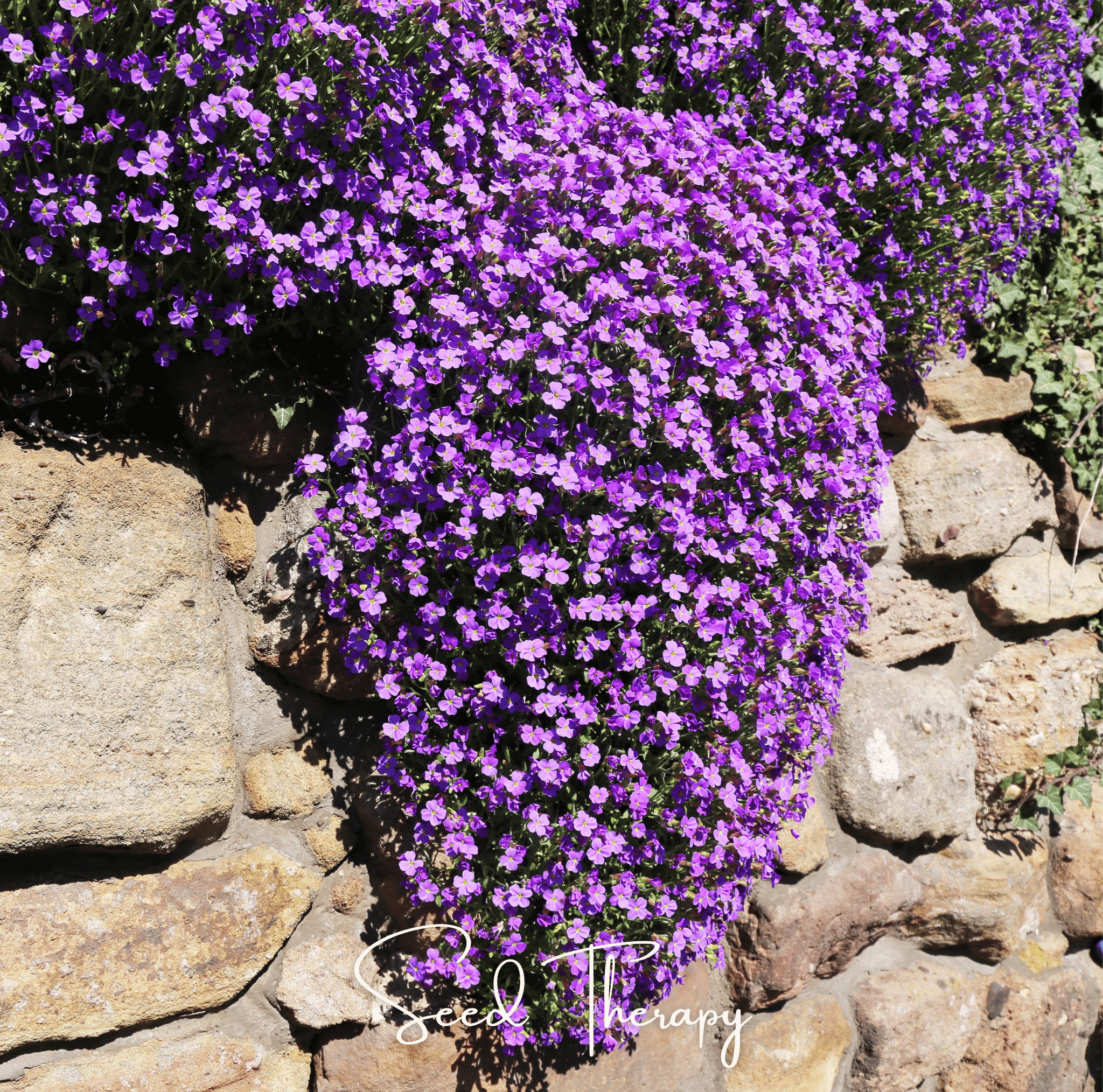 Rockcress, Purple (Aubrieta deltoidea) - 250 Seeds seed packet from Seed Therapy – American - grown, heirloom seeds