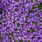 Rockcress, Purple (Aubrieta deltoidea) - 250 Seeds seed packet from Seed Therapy – American - grown, heirloom seeds