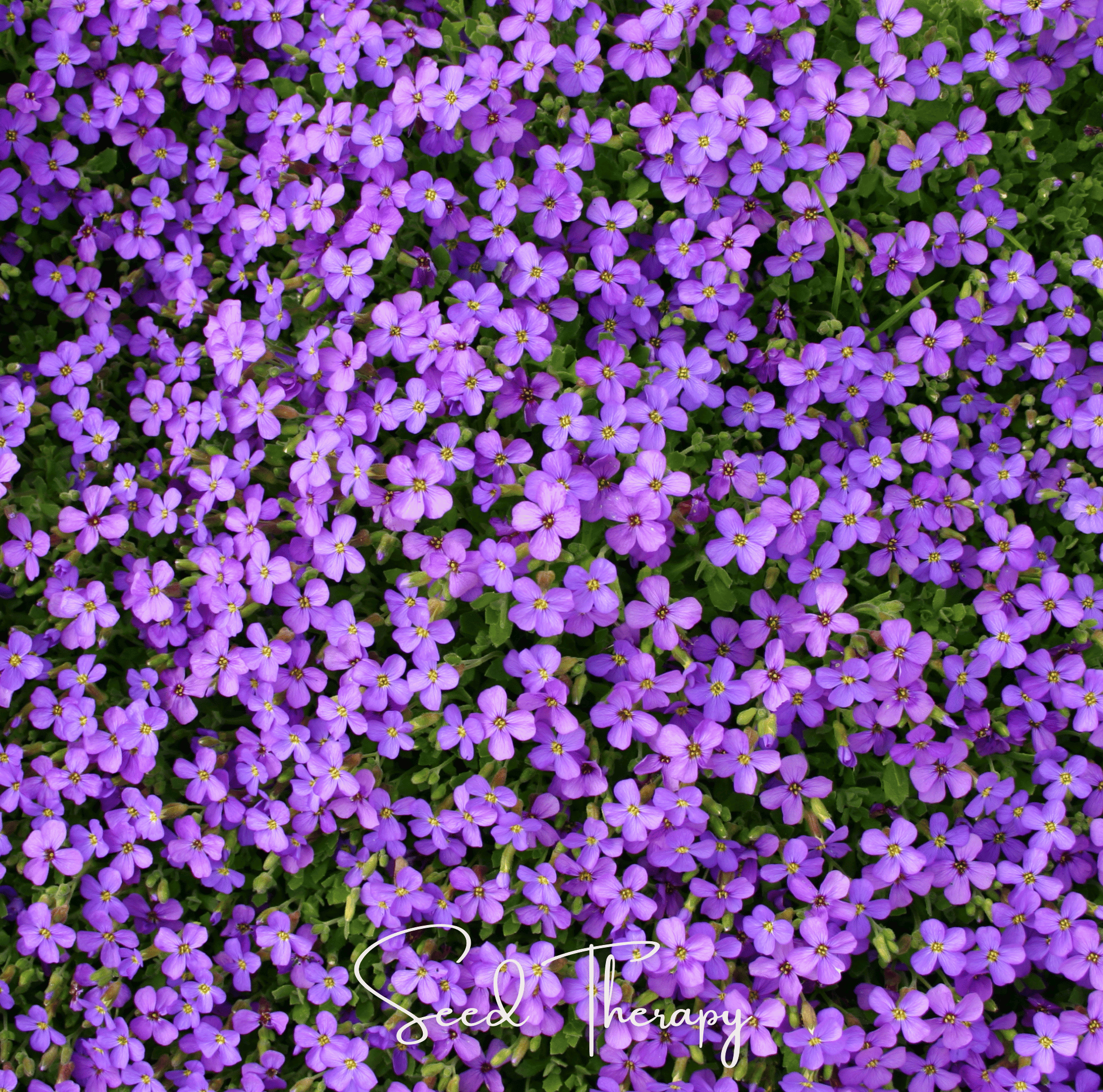 Rockcress, Purple (Aubrieta deltoidea) - 250 Seeds seed packet from Seed Therapy – American - grown, heirloom seeds