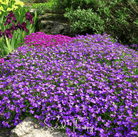 Rockcress, Purple (Aubrieta deltoidea) - 250 Seeds seed packet from Seed Therapy – American - grown, heirloom seeds