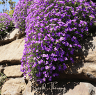 Rockcress, Purple (Aubrieta deltoidea) - 250 Seeds seed packet from Seed Therapy – American - grown, heirloom seeds