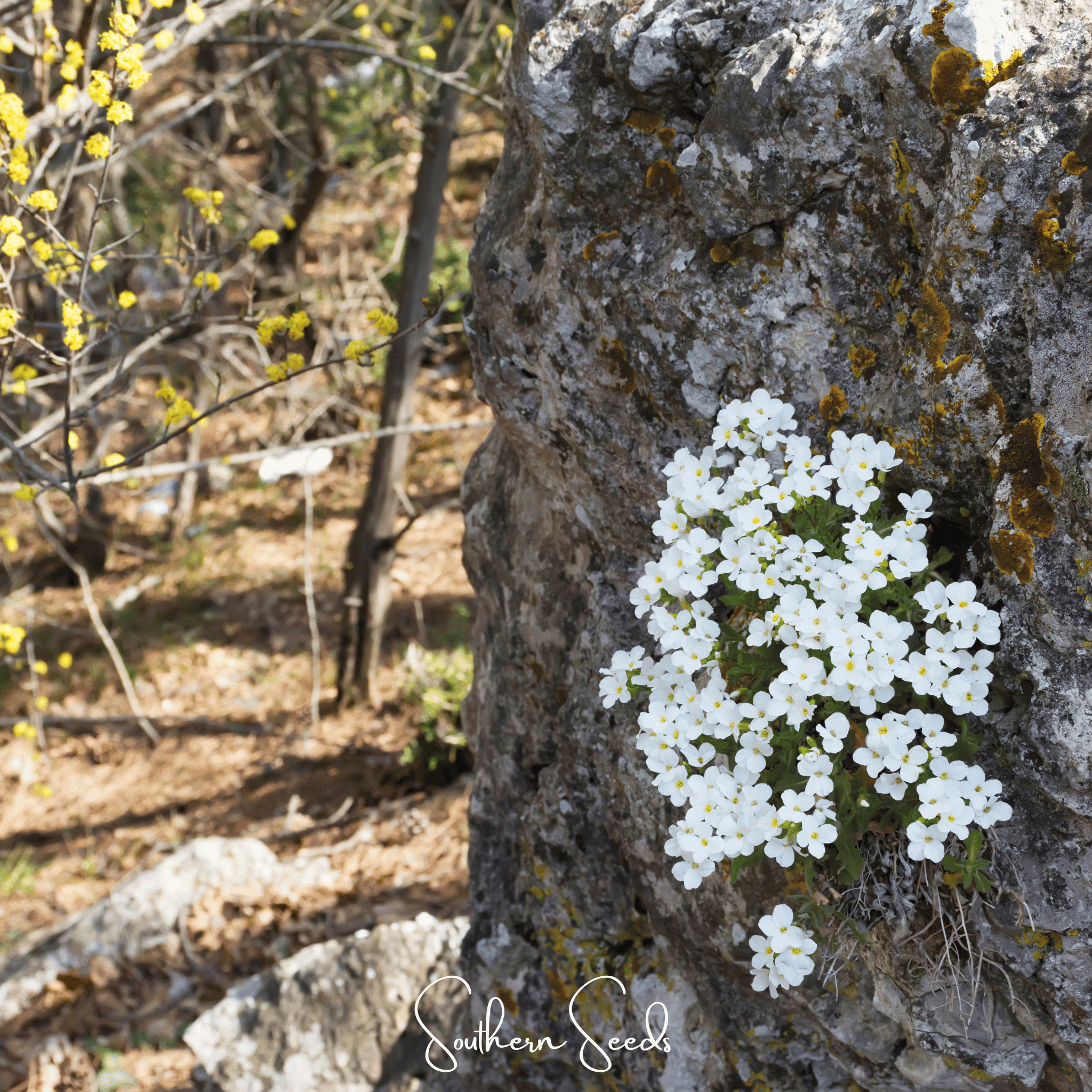 Rockcress, White (Arabis alpina) - 250 seeds seed packet from Seed Therapy – American - grown, heirloom seeds