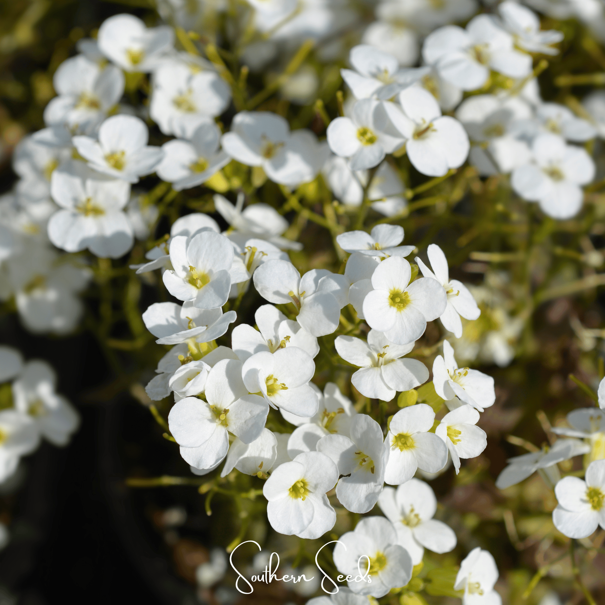 Rockcress, White (Arabis alpina) - 250 seeds seed packet from Seed Therapy – American - grown, heirloom seeds