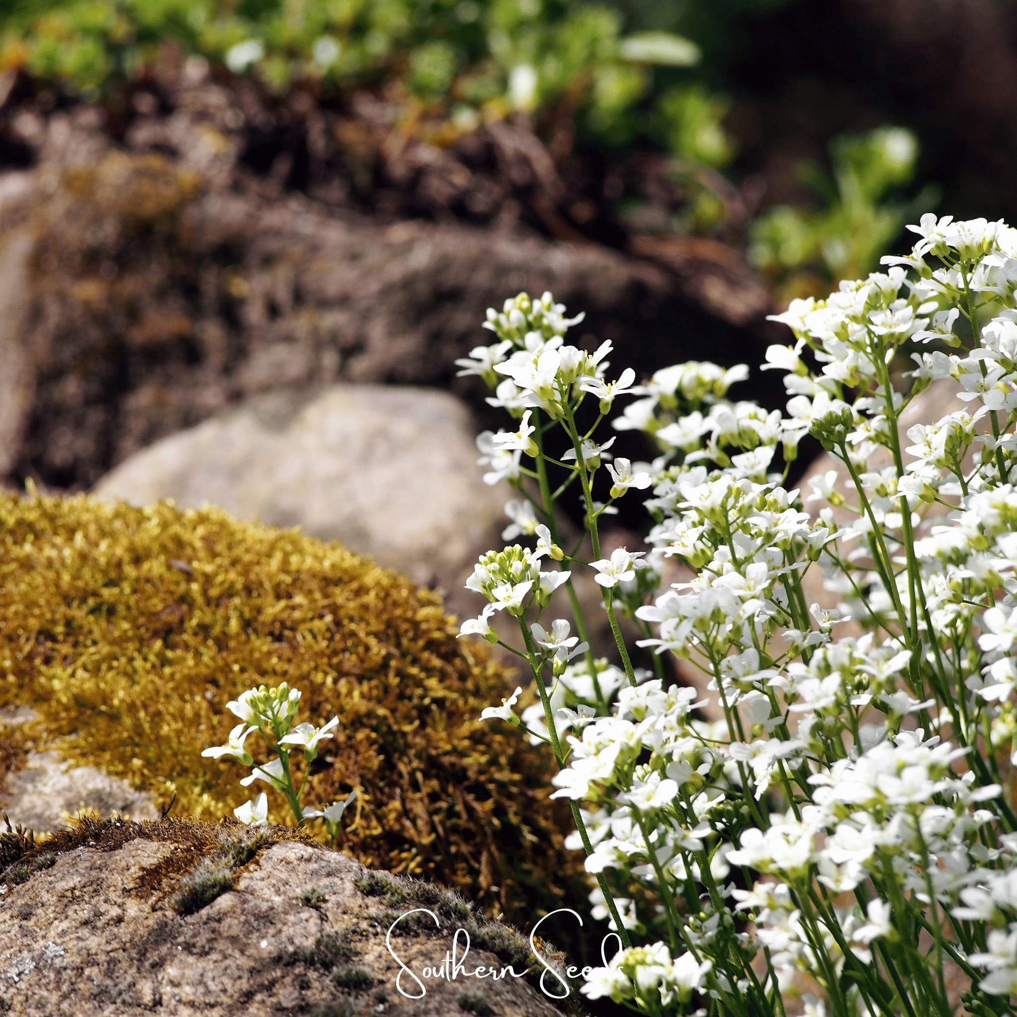 Rockcress, White (Arabis alpina) - 250 seeds seed packet from Seed Therapy – American - grown, heirloom seeds