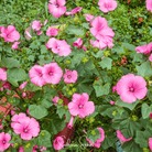Rose Mallow, Loveliness (Lavatera trimestris 'Loveliness) - 50 Seeds seed packet from Seed Therapy – American - grown, heirloom seeds