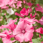 Rose Mallow, Loveliness (Lavatera trimestris 'Loveliness) - 50 Seeds seed packet from Seed Therapy – American - grown, heirloom seeds