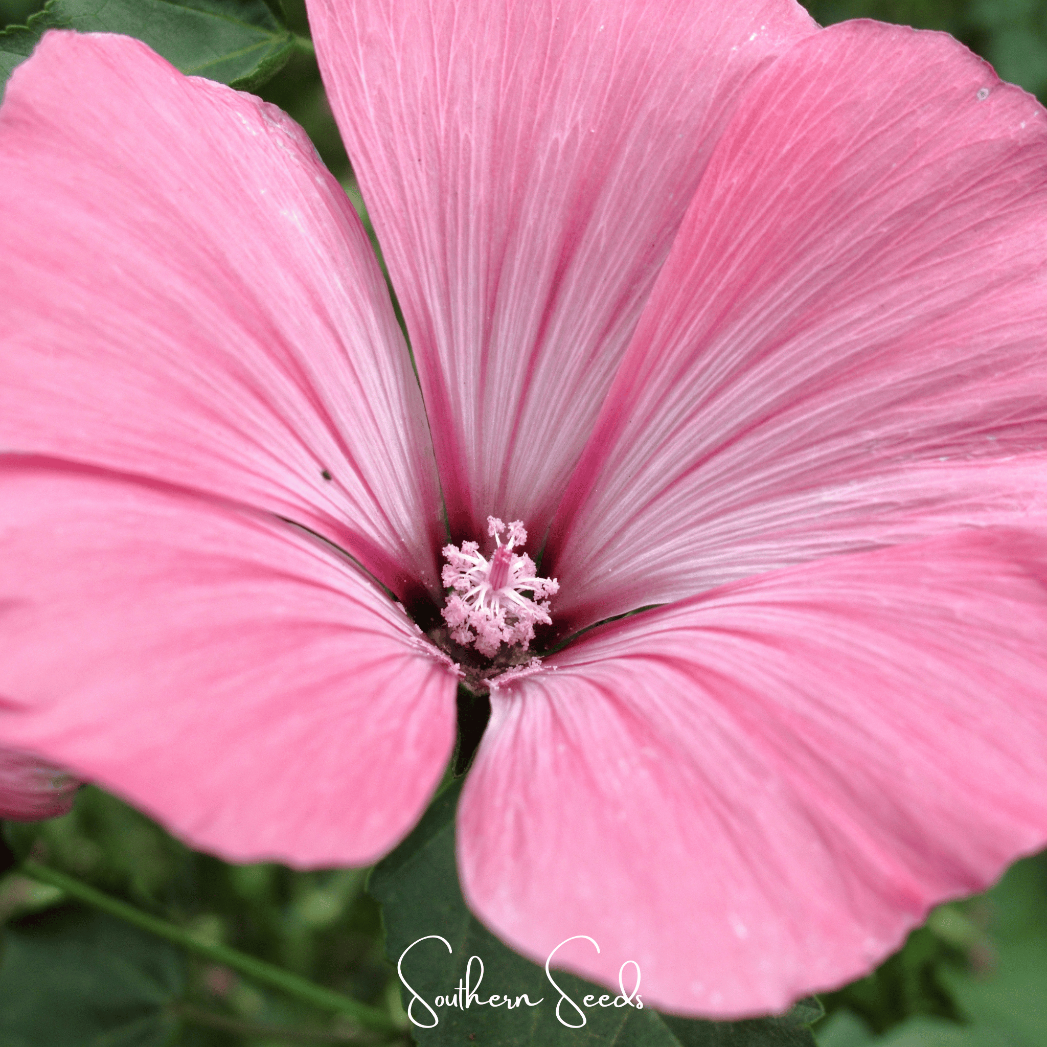 Rose Mallow, Loveliness (Lavatera trimestris 'Loveliness) - 50 Seeds seed packet from Seed Therapy – American - grown, heirloom seeds