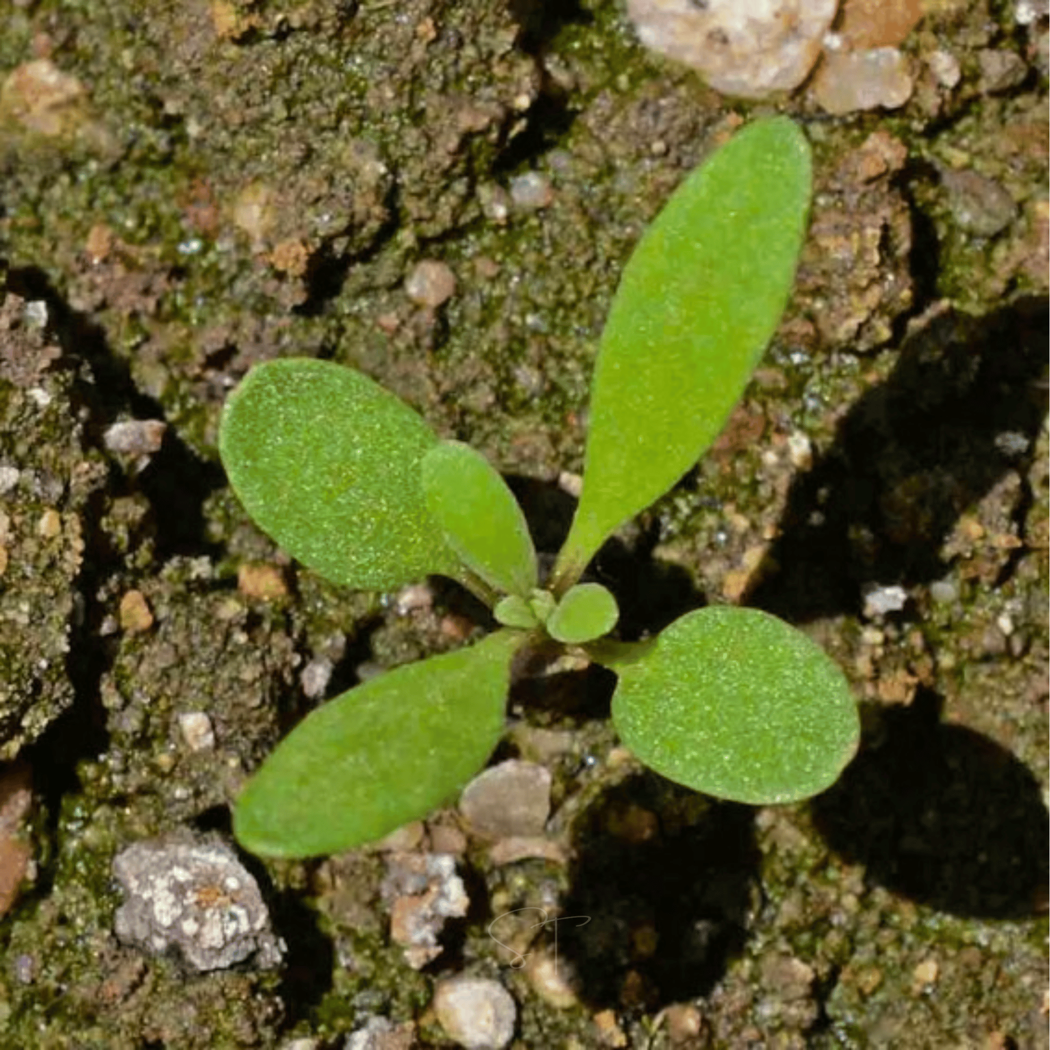 Royal Carpet Alyssum – 100 Seeds seed packet from Seed Therapy – American - grown, heirloom seeds