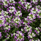 Royal Carpet Alyssum – 100 Seeds seed packet from Seed Therapy – American - grown, heirloom seeds
