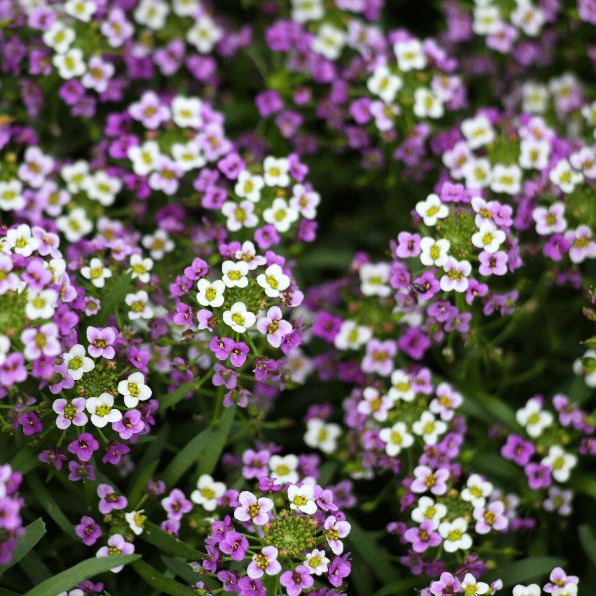 Royal Carpet Alyssum – 100 Seeds seed packet from Seed Therapy – American - grown, heirloom seeds