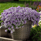 Royal Carpet Alyssum – 100 Seeds seed packet from Seed Therapy – American - grown, heirloom seeds