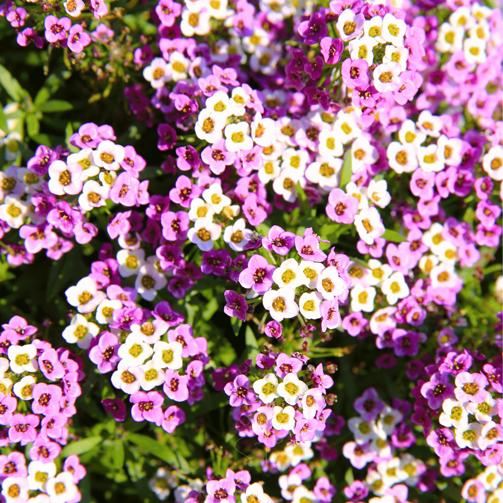 Royal Carpet Alyssum – 100 Seeds seed packet from Seed Therapy – American - grown, heirloom seeds