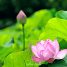 Sacred Lotus (Nelumbo nucifera) - 5 Seeds seed packet from Seed Therapy – American - grown, heirloom seeds