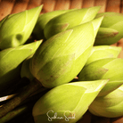 Sacred Lotus (Nelumbo nucifera) - 5 Seeds seed packet from Seed Therapy – American - grown, heirloom seeds