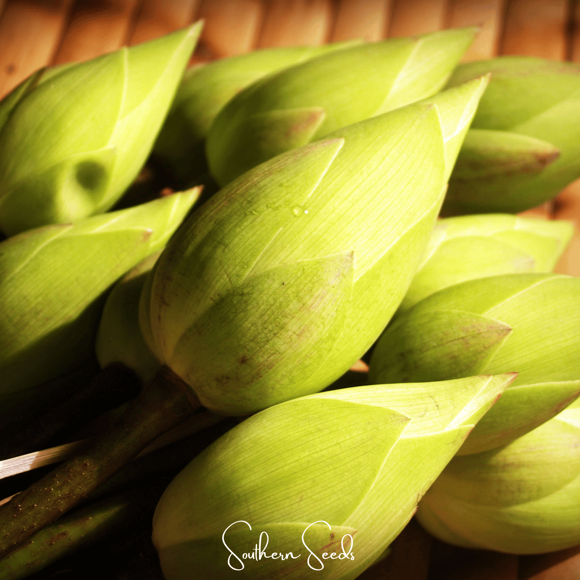 Sacred Lotus (Nelumbo nucifera) - 5 Seeds seed packet from Seed Therapy – American - grown, heirloom seeds