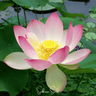 Sacred Lotus (Nelumbo nucifera) - 5 Seeds seed packet from Seed Therapy – American - grown, heirloom seeds