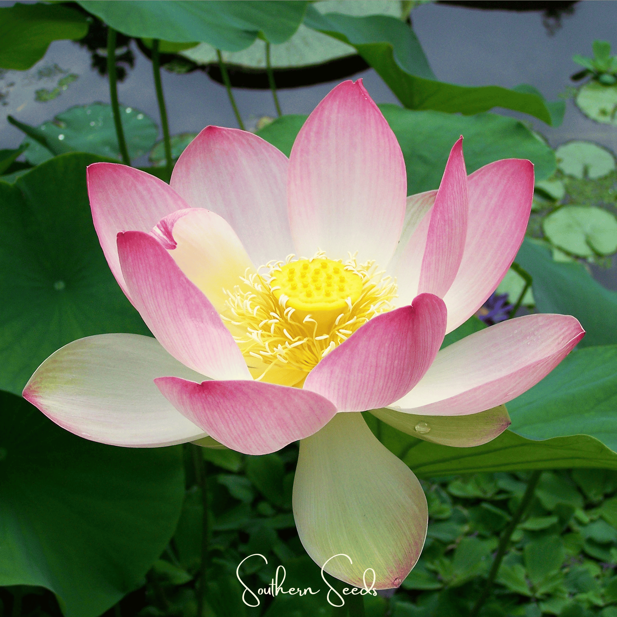Sacred Lotus (Nelumbo nucifera) - 5 Seeds seed packet from Seed Therapy – American - grown, heirloom seeds